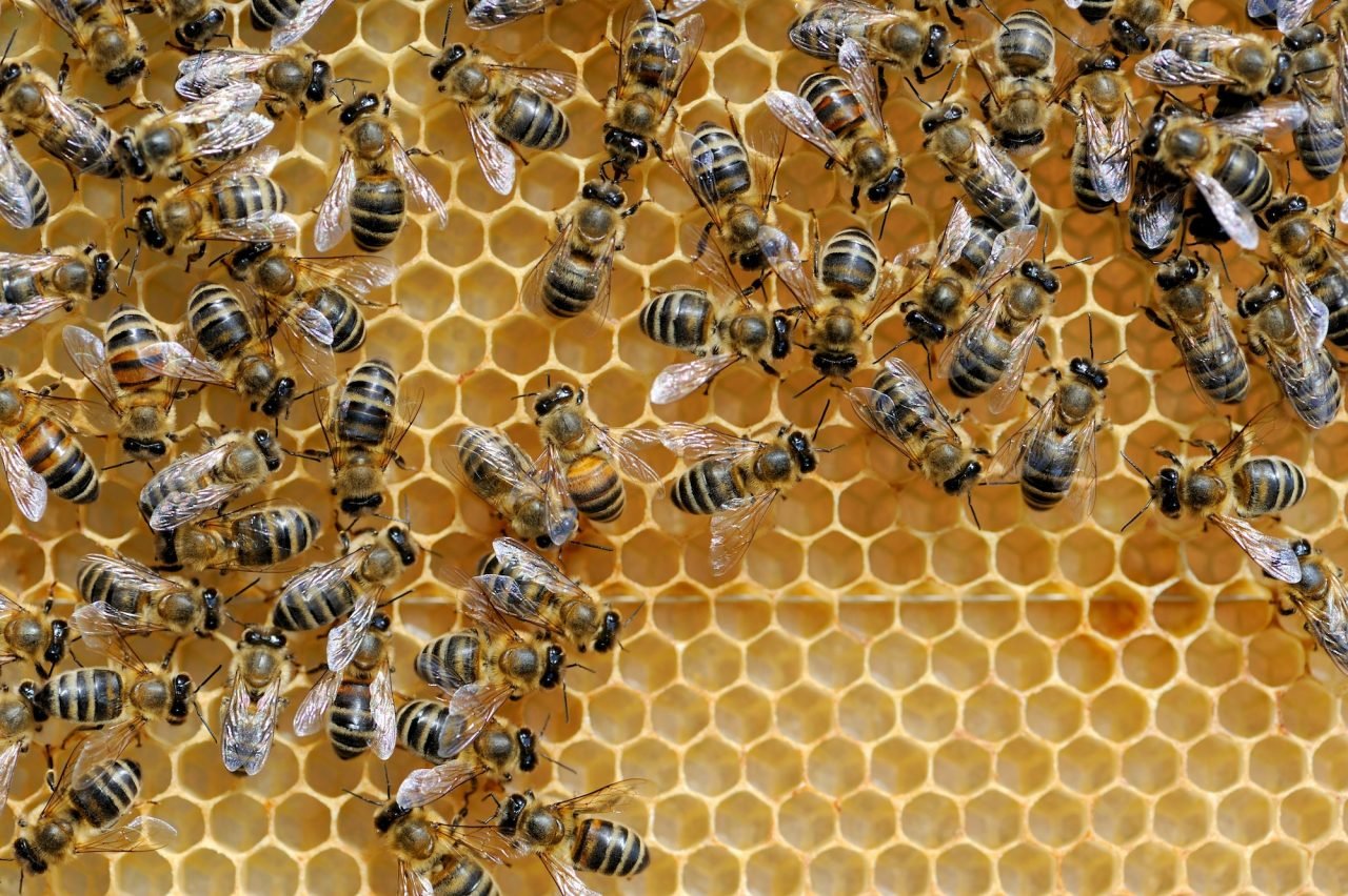 working-bees-on-honeycells.jpg